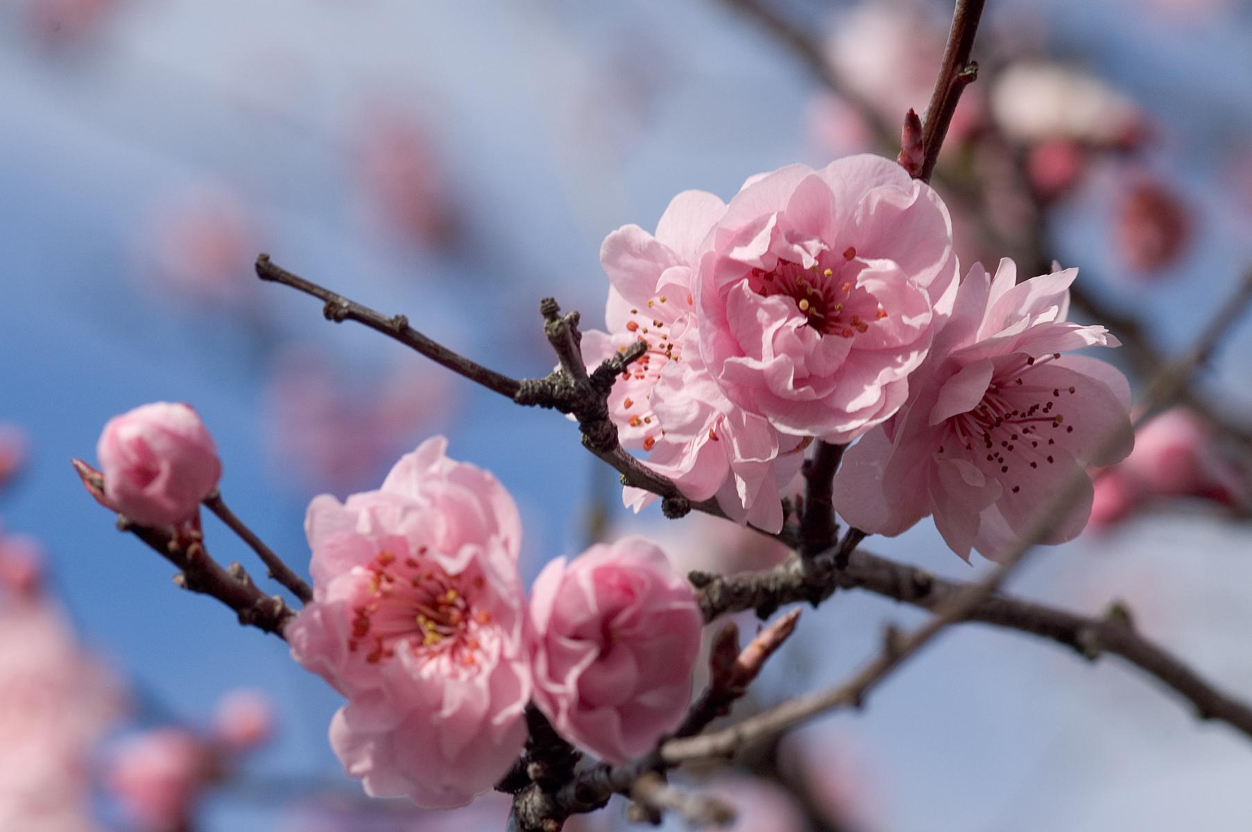 Cherry Blossoms Victoria