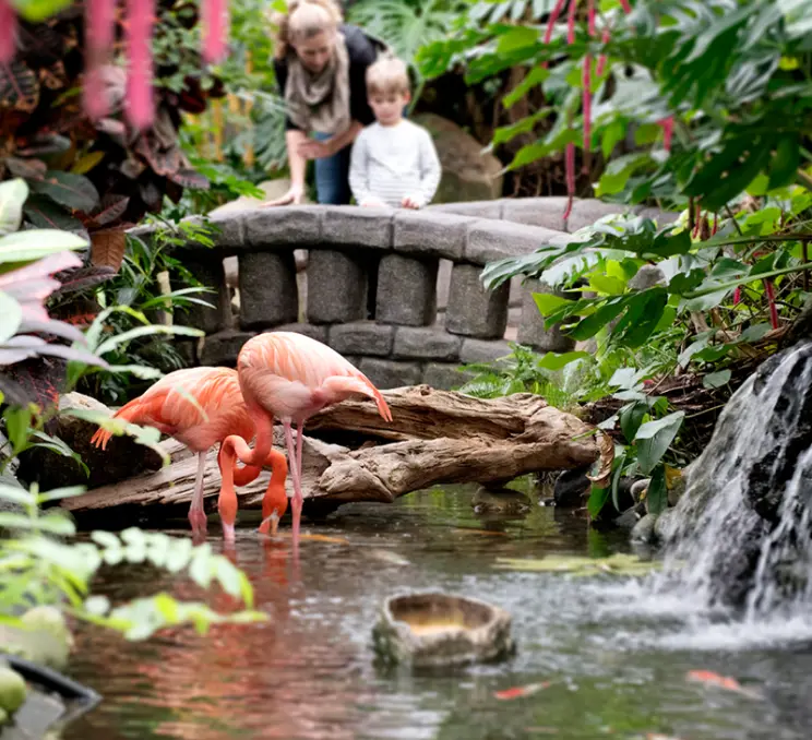Mother and child looking at the flamingos at the Victoria Butterfly Garden
