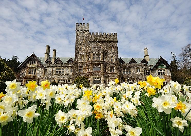 Tulips in the foreground of Hatley Castle