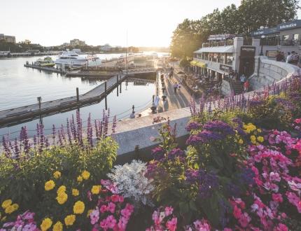 inner harbour with flowers in the summer