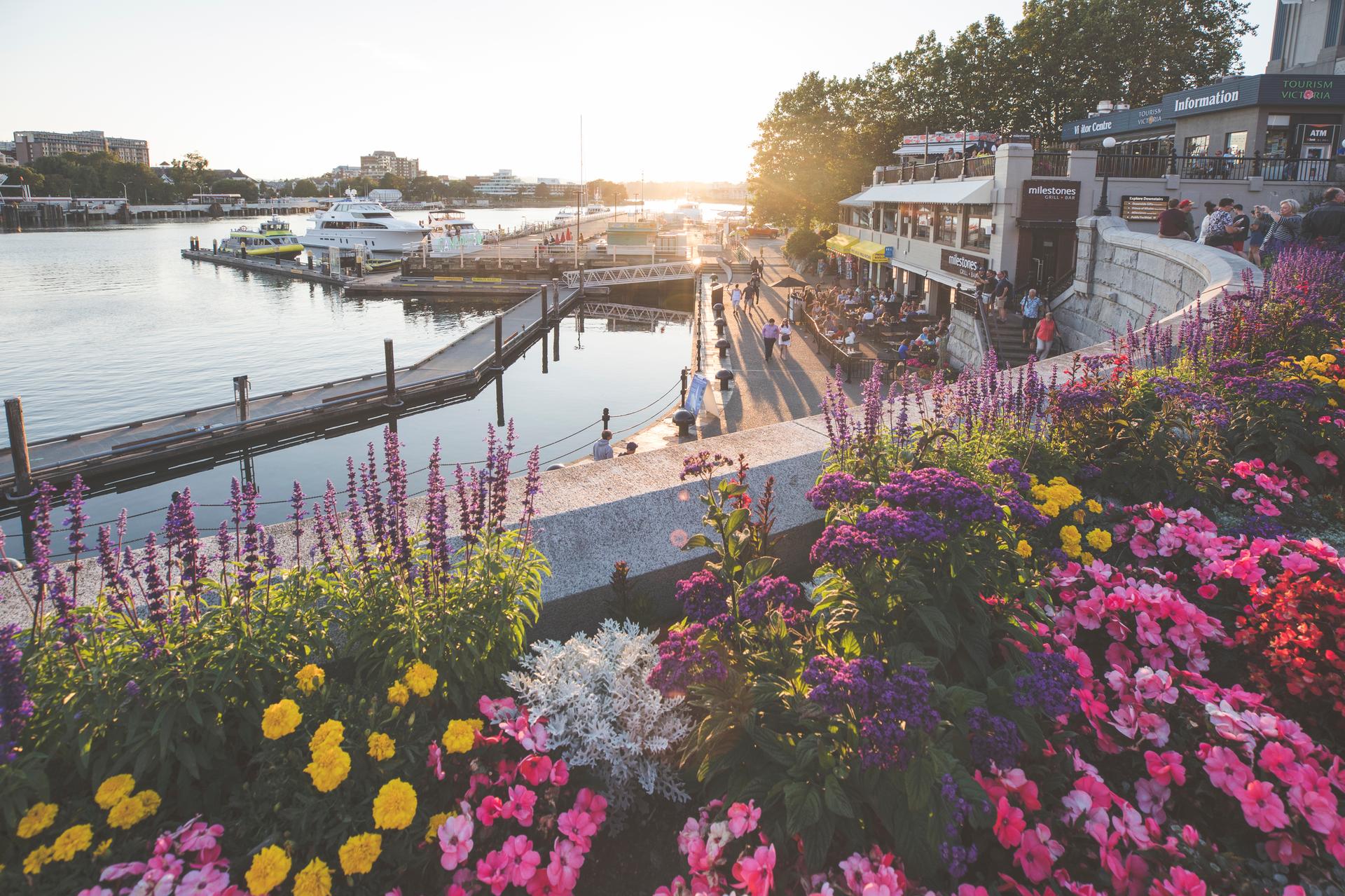 inner harbour with flowers in the summer