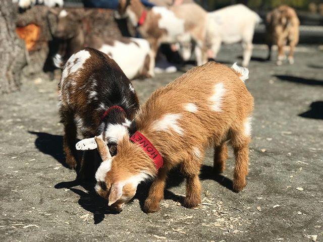 Beacon Hill Children's Farm Goats