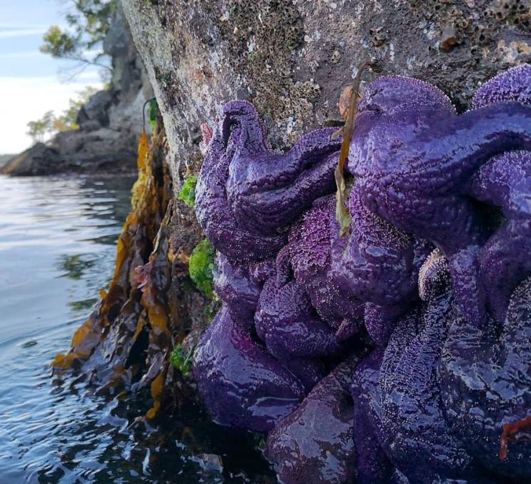 Ocean river kayak adventures