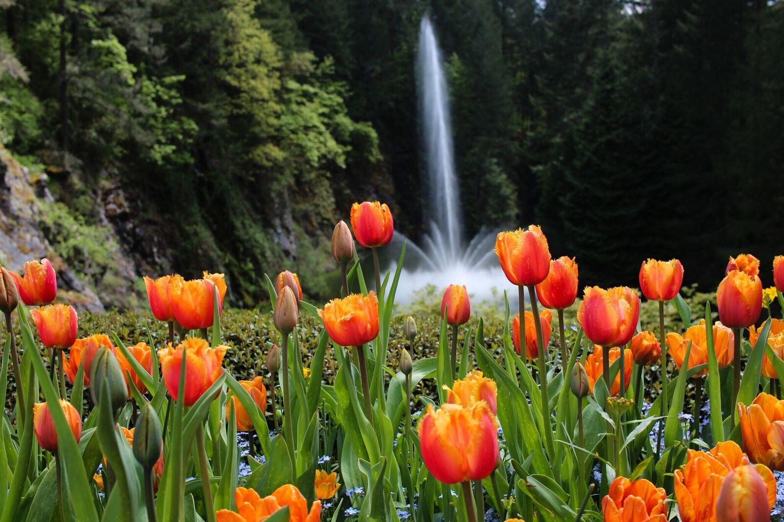 Spring in Victoria British Columbia The Butchart Gardens