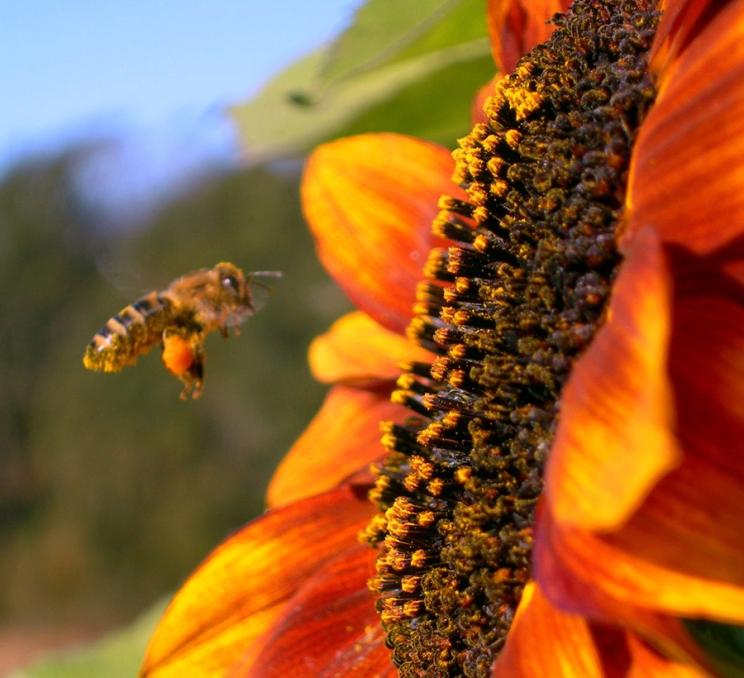 A honey bee prepares to land on a sunflower in Victoria, BC