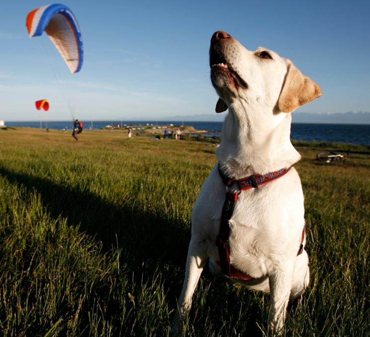 A dog watches the paragliders along Dallas Road in Victoria, BC