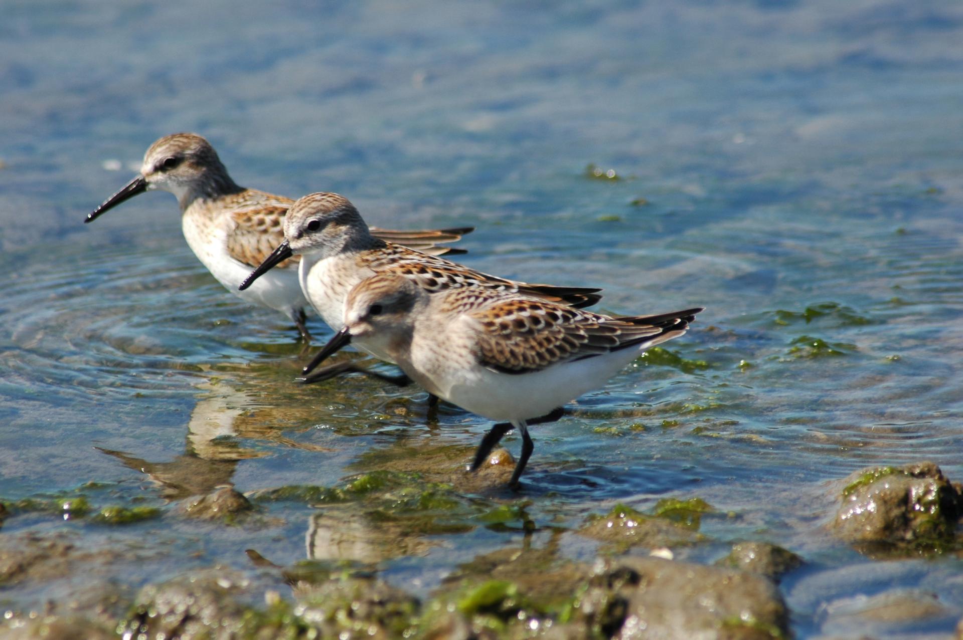 Three shore birds on the coastline of Victoria on Vancouver Island, British Columbia.