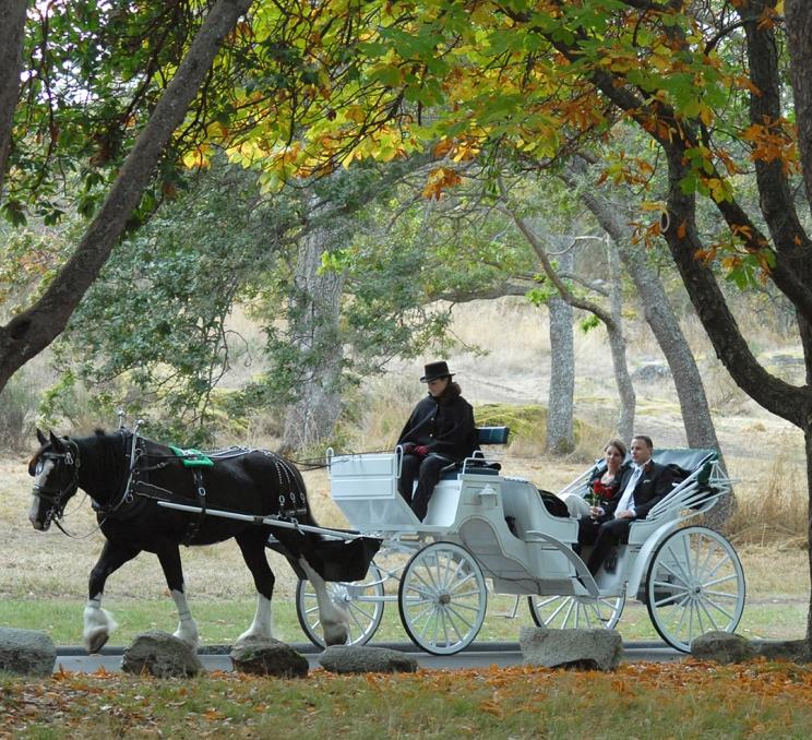 A couple enjoys a horse drawn carriage tour through Beacon Hill Park in Victoria, BC