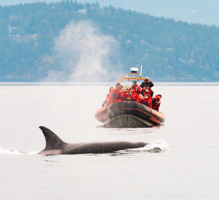 A zodiac whale watching tour is greeted by an orca in the Salish Sea off the coast of Victoria, BC