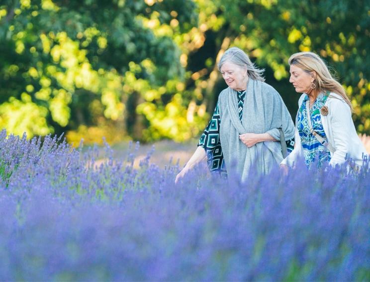 Bilston Creek Farm lavender fields Victoria BC summer lavender festival visitors walking through purple blooms