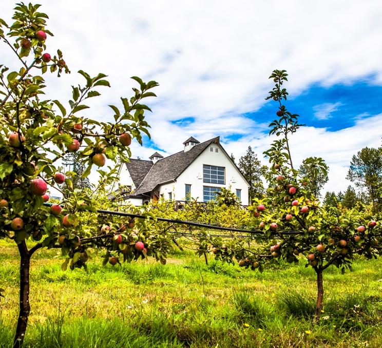 A view from the orchard looking past trees laden with apples towards the exterior of the ciderhouse at Sea Cider Farm & Ciderhouse in Victoria, BC