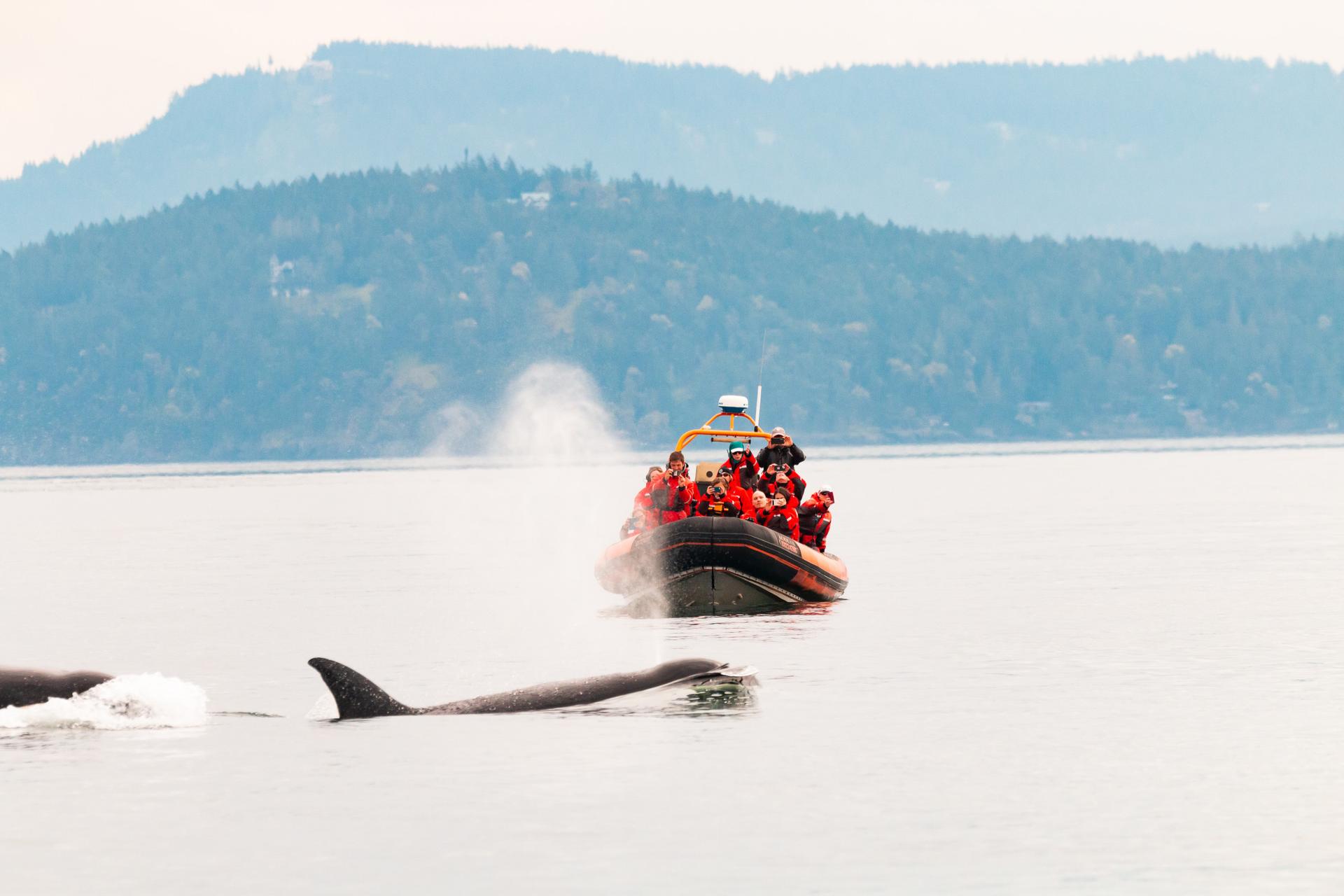 Zodiac with Killer Whales