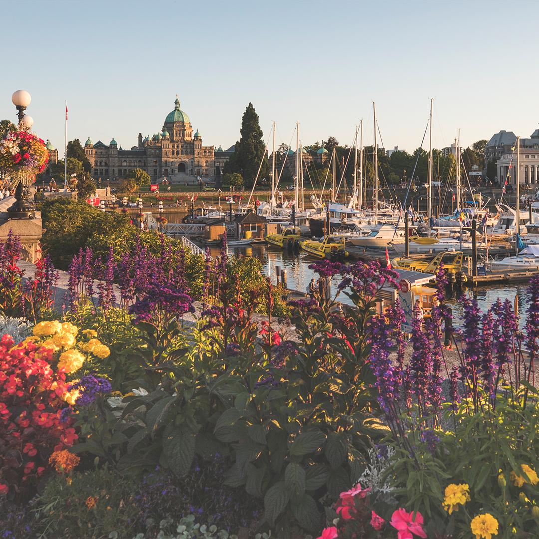 A view across the Inner Harbour, with flower beds in the foreground, toward the BC Parliament Buildings in Victoria, BC