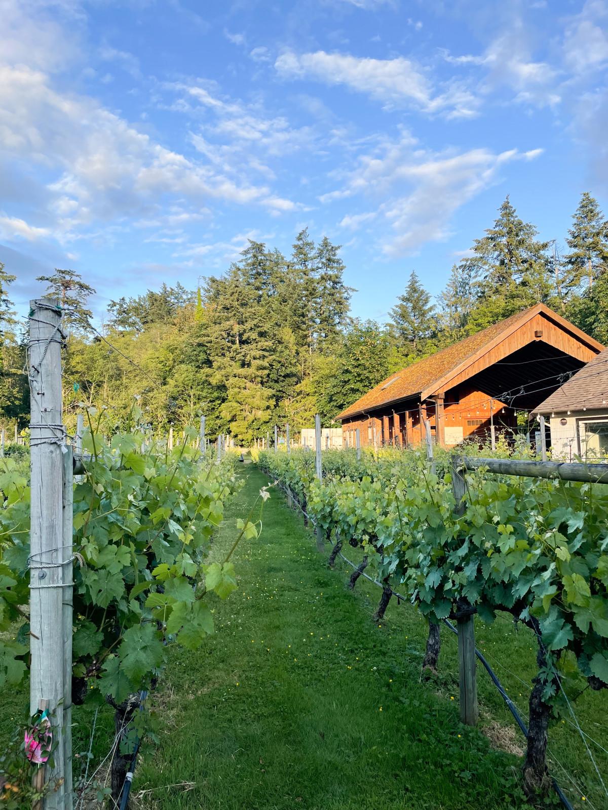 Deep Cove Winery's vineyard at sunset