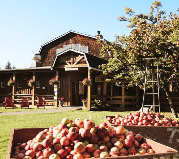 Wooden barn and orchard at Merridale Cidery with freshly harvested apples in bins in the foreground.