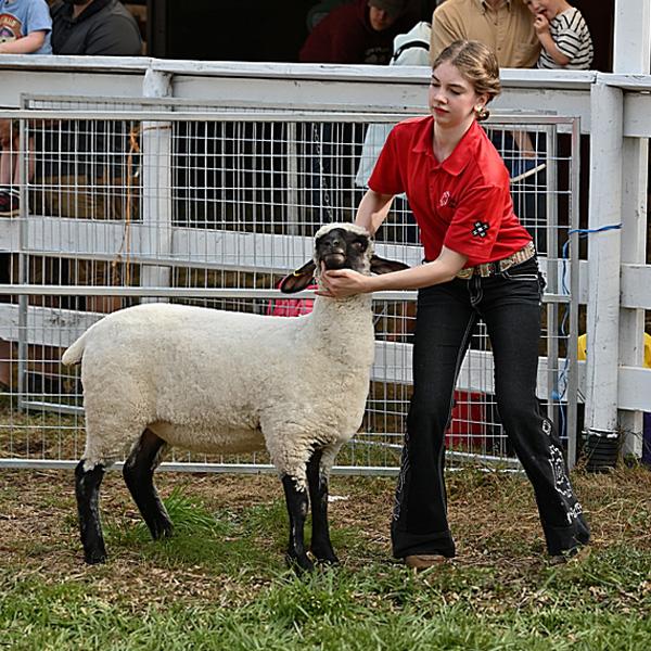 Participant presenting a sheep in a livestock show ring at the Saanich Fair.