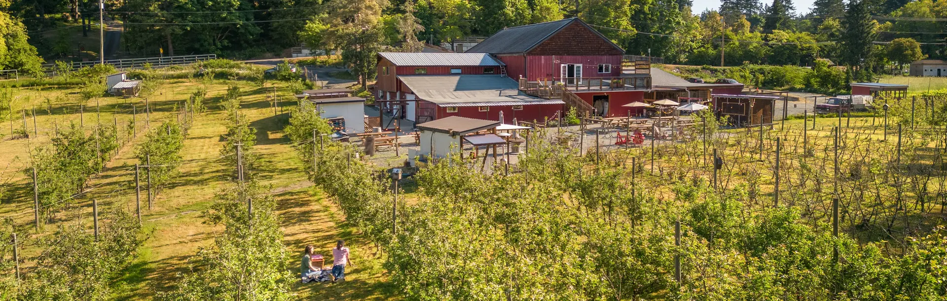Visitors enjoying a picnic among orchard rows at a farm and cidery featured on Flavour Trails in Greater Victoria.
