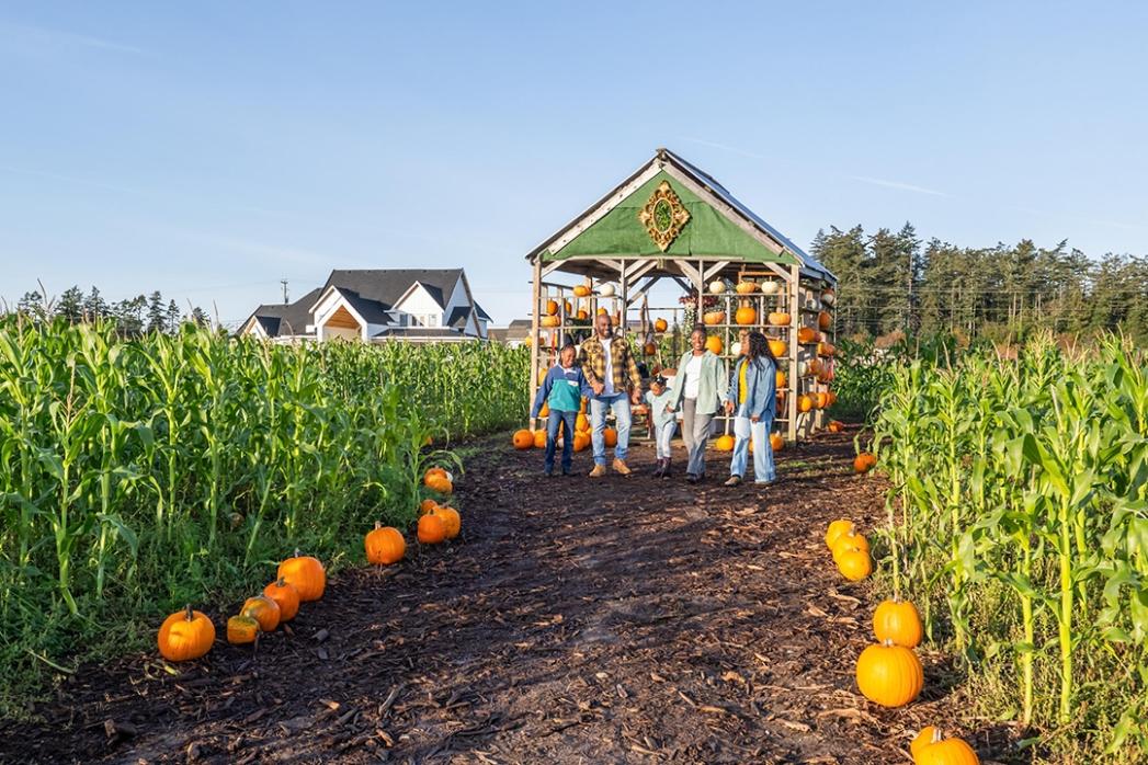 A family walks hand-in-hand through a corn field with a pumpkin display in Victoria, BC