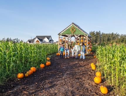 A family walks hand-in-hand through a corn field with a pumpkin display in Victoria, BC