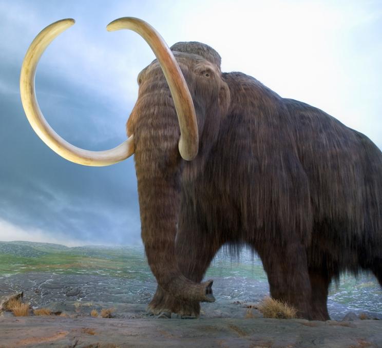 A life size diorama of a Wooly Mammoth on display at the Royal BC Museum in Victoria, BC