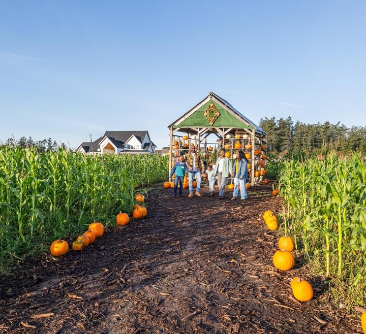 A family walks through a cornfield during a Halloween festival at Ocean View Estates in Victoria, BC