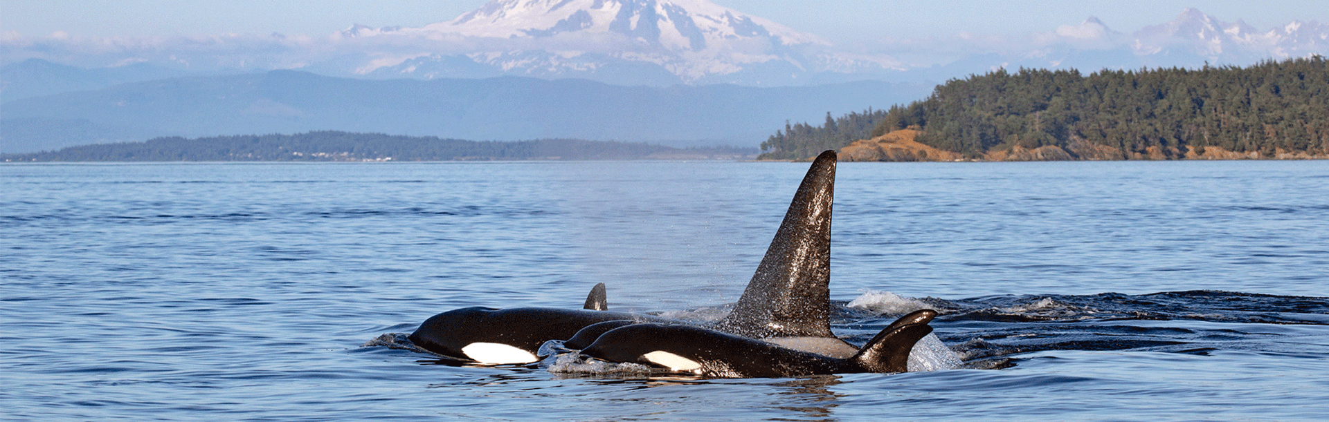 A pod of orcas swimming across the Salish Sea with the Southern Gulf Islands and Mount Baker in the background, just off the coast of Victoria, BC