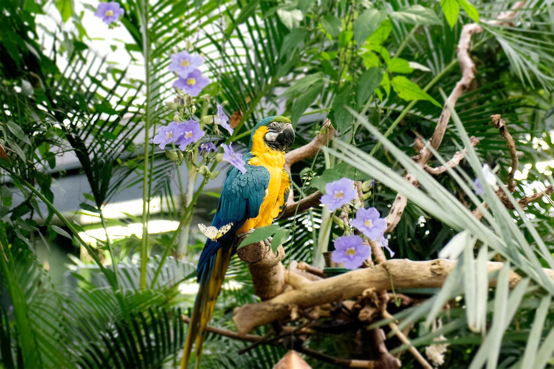 A Blue & Gold Macaw sits on a branch inside the Victoria Butterfly Gardens in Victoria, BC