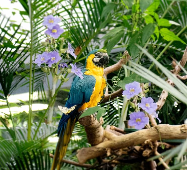 A Blue & Gold Macaw sits on a branch inside the Victoria Butterfly Gardens in Victoria, BC