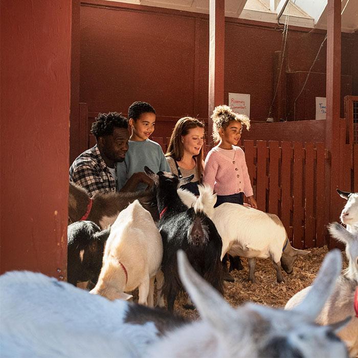 A young family pets baby goats at the Beacon Hill Children's Farm in Victoria, BC