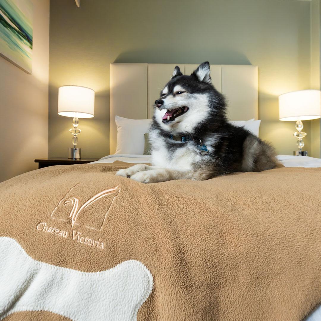 A dog rests on a bed at Chateau Victoria Hotel & Suites in Victoria, BC