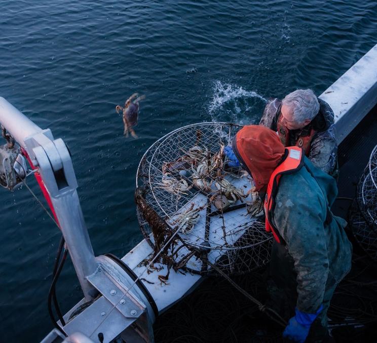 Crab fishers releasing crabs back into the sea off the coast of Victoria, BC