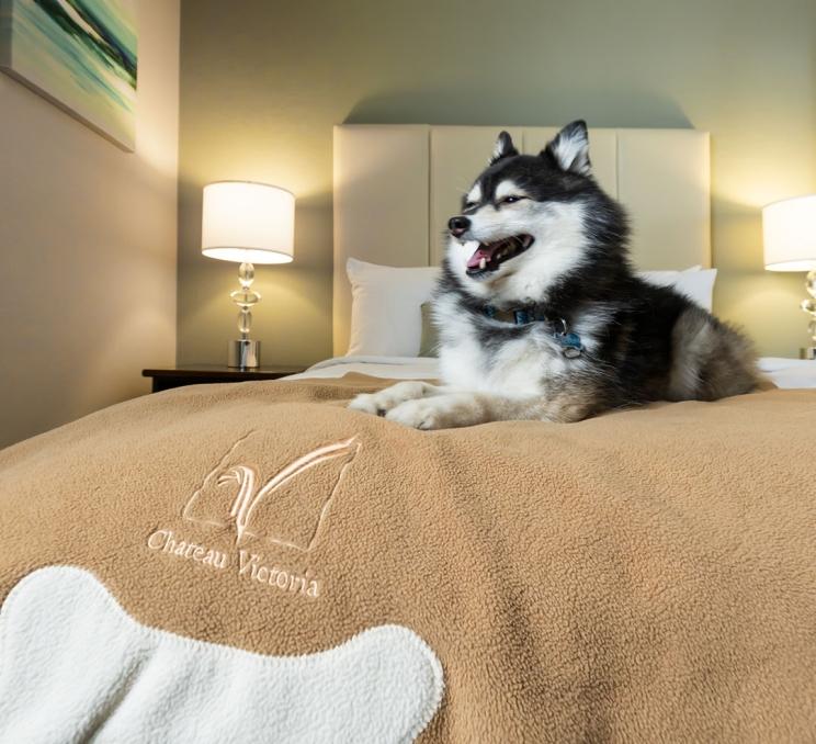 A dog rests on the bed at Chateau Victoria Hotel & Suits in Victoria, BC