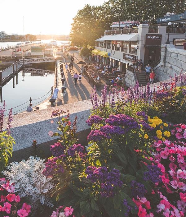 A view of the Inner Harbour's Lower Causeway from behind the flower beds at sunset in Victoria, BC