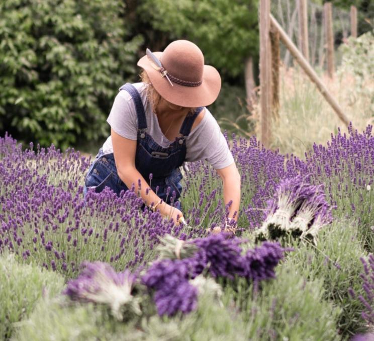 Slow down and savour the sights and scents of summer at Bilston Creek Farm's Summer Lavender Festival.