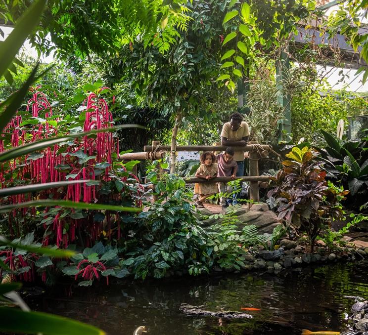 A father and his children watch koi in the koi pond at the Victoria Butterfly Gardens in Victoria, BC