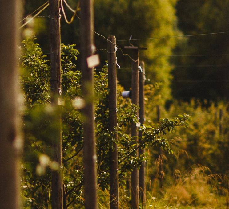 Spend a summer afternoon at Junction Orchard & Cidery's Orchard Market