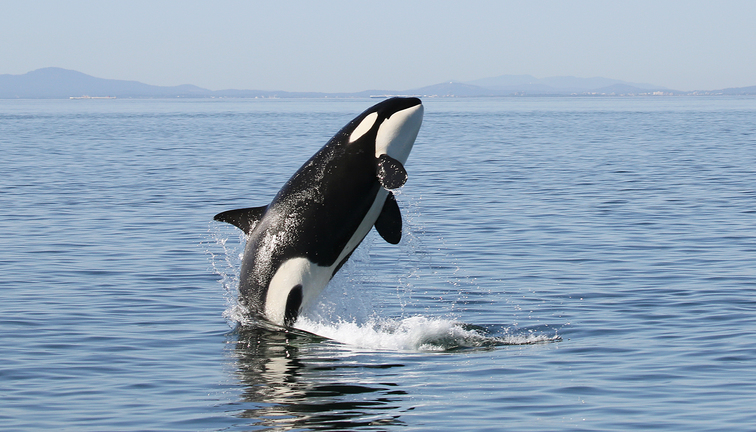 Orca breaching by Eagle Wing Tours