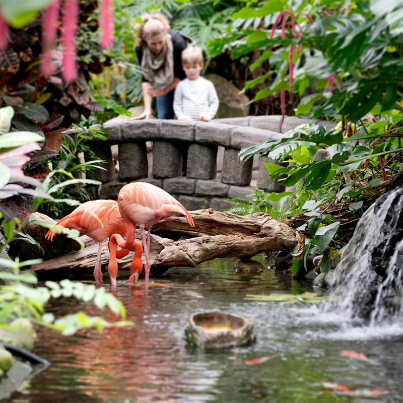 Flamingos at Butterfly Gardens