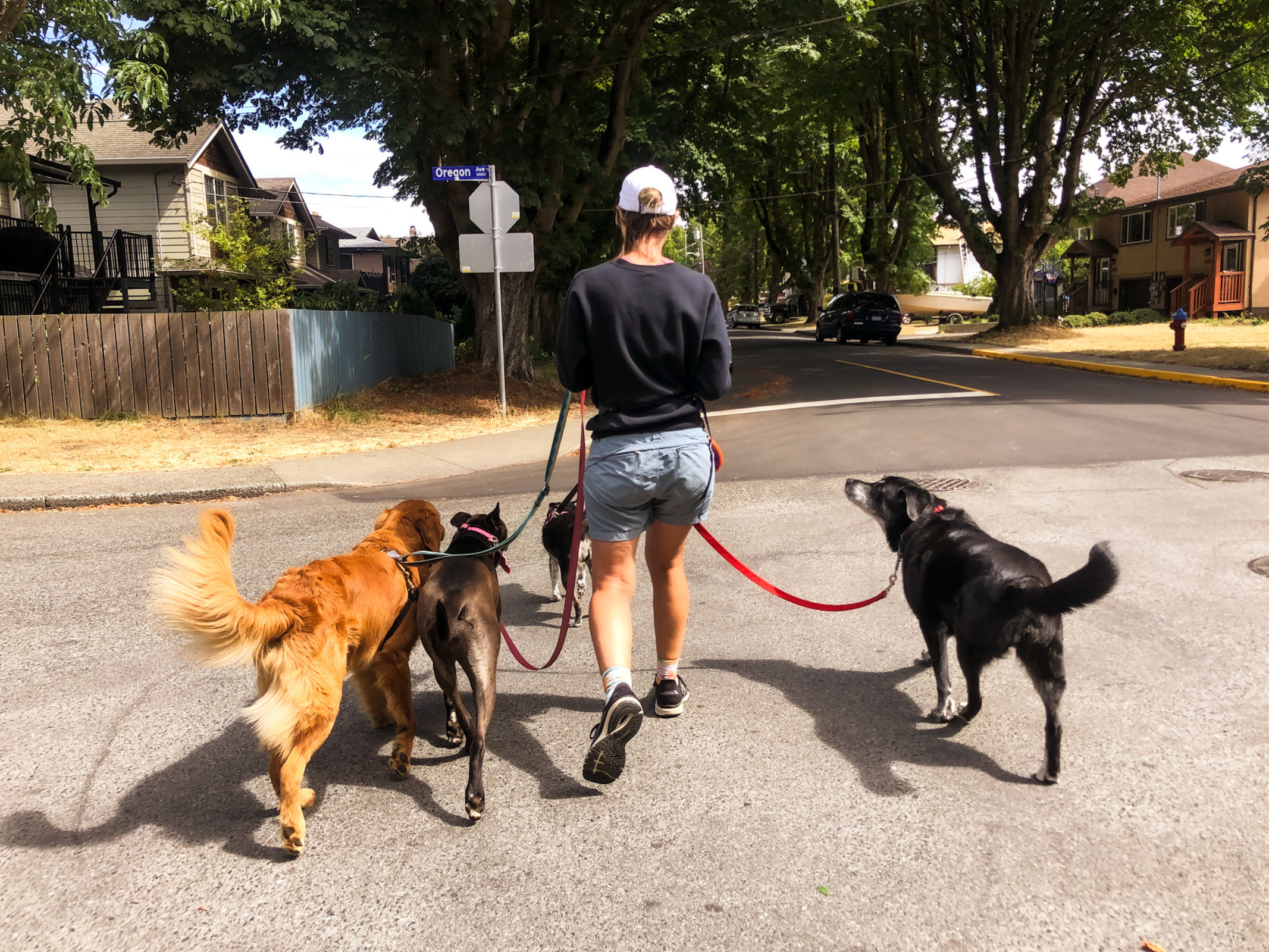 Low Key Dog Walks out for a group walk with three happy boys (and girls)