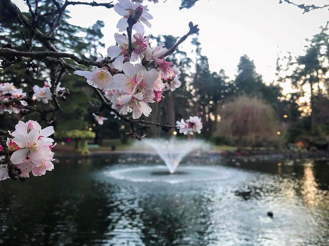 cherry blossoms victoria