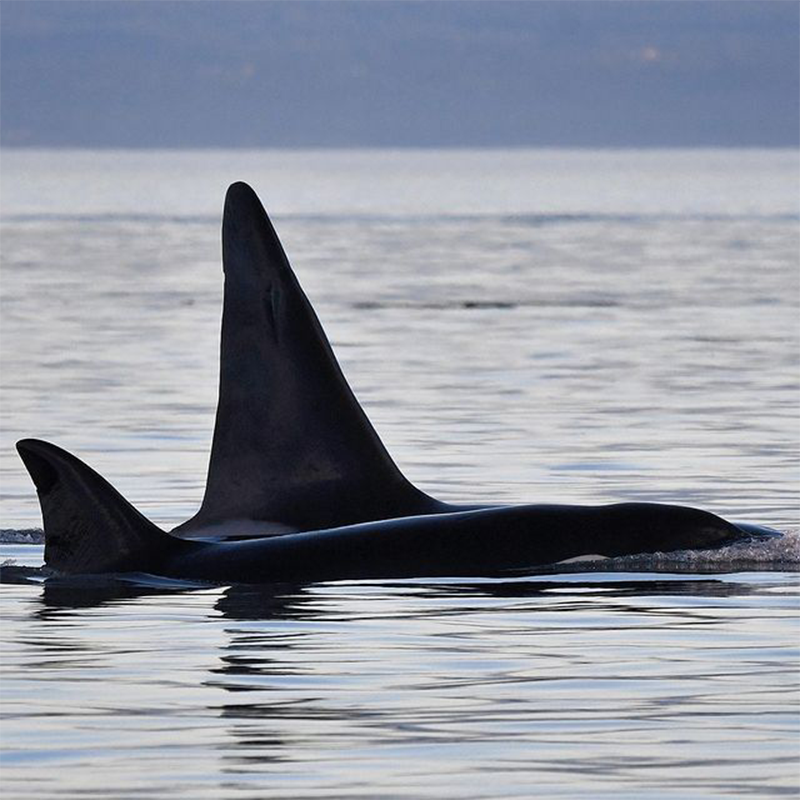 Local Killer Whale T018 with her youngest grandson in the Salish Sea